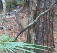 Hunting Island State Park