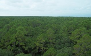 Hunting Island State Park