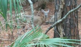Hunting Island State Park