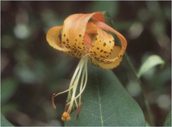 Turks Cap Lily