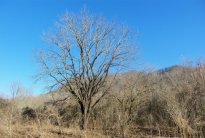 Oak Tree