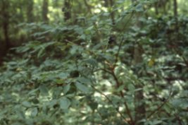 Table Rock Blueberries